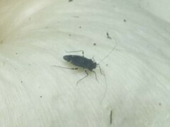 Microtechnites bractatus