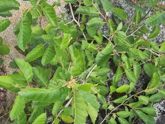 Alnus alnobetula