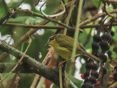 Basileuterus delattrii