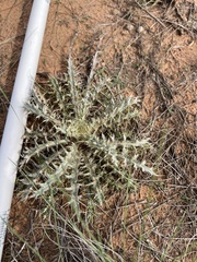 Cirsium ochrocentrum