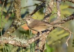 Curruca iberiae