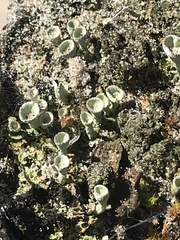 Cladonia