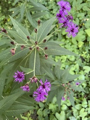 Vernonia noveboracensis