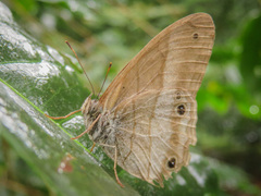 Euptychiina
