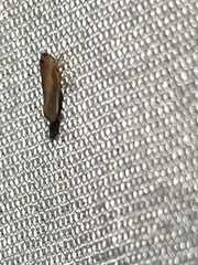 Omolicna