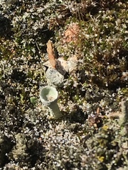 Cladonia