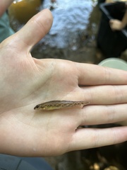 Etheostoma nigrum