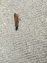 Omolicna