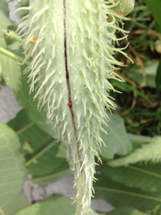 Asclepias syriaca
