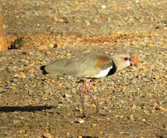 Vanellus chilensis