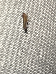 Omolicna