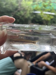Pimephales notatus