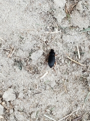 Harpalus pensylvanicus