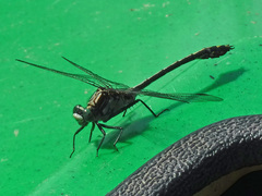 Dromogomphus spinosus