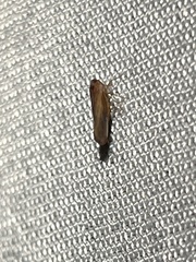 Omolicna