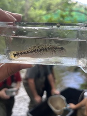 Micropterus punctulatus