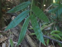 Bambusa vulgaris