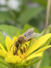 Andrena helianthi