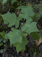 Polymnia canadensis