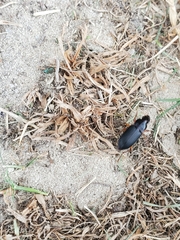 Harpalus pensylvanicus