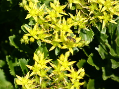 Apoidea
