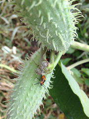 Oncopeltus fasciatus