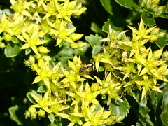 Apoidea