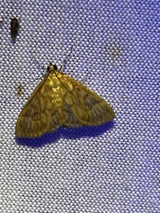 Crocidophora serratissimalis