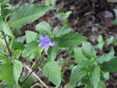 Ruellia drummondiana