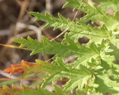 Filipendula vulgaris