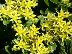 Apoidea