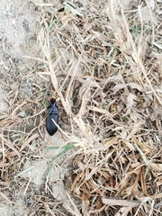 Harpalus pensylvanicus