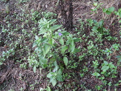 Ruellia drummondiana