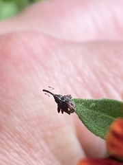 Anthonomus quadrigibbus