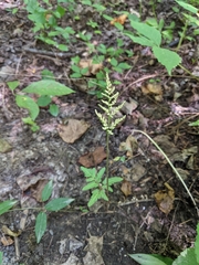 Sceptridium biternatum