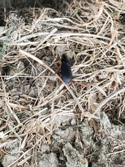 Harpalus pensylvanicus