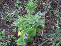 Ruellia drummondiana