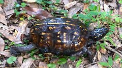 Terrapene carolina