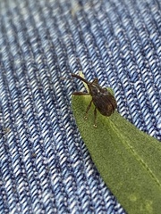 Anthonomus quadrigibbus