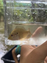 Lepomis cyanellus
