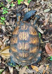 Terrapene carolina