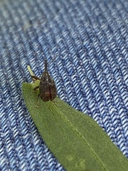 Anthonomus quadrigibbus