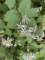 Eurybia