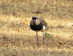 Vanellus chilensis