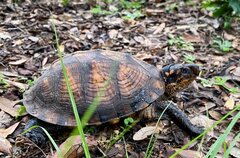 Terrapene carolina