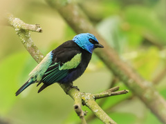 Stilpnia cyanicollis