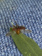 Anthonomus quadrigibbus