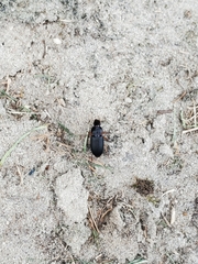 Harpalus pensylvanicus