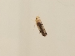 Cicadellidae