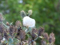 Argemone albiflora